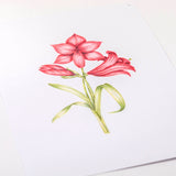 Frosted Floral Overlay Pack - Amaryllis