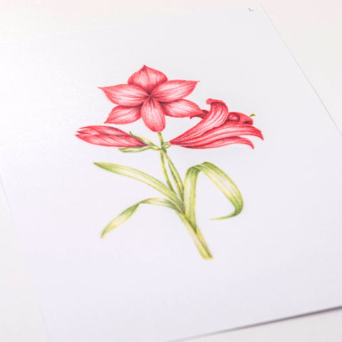 Frosted Floral Overlay Pack - Amaryllis