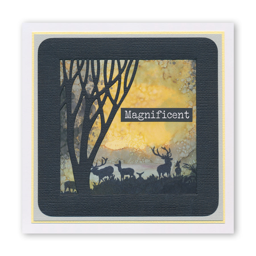 Panoramic Aperture Collection Clarity Fresh Cut Dies