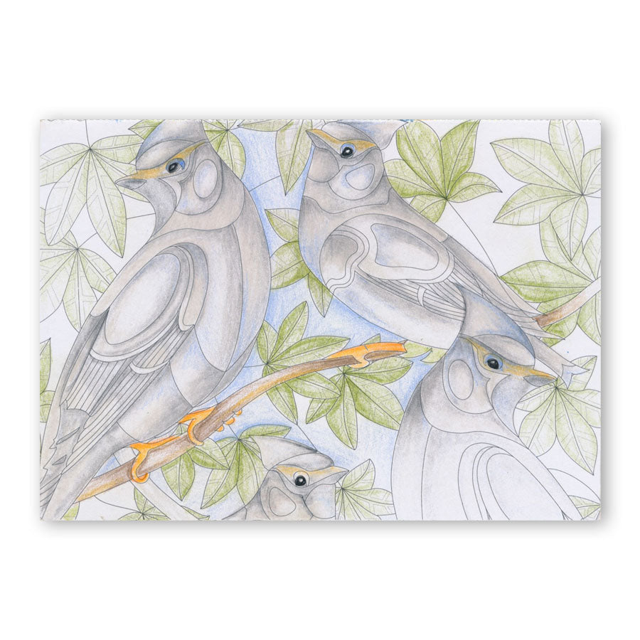 Colouring Postcards - Feathered Friends Collection Sets 1, 2 & 3