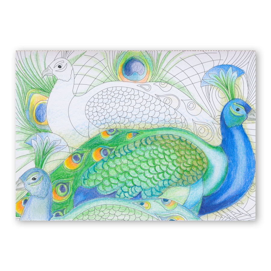 Colouring Postcards - Feathered Friends Collection Sets 1, 2 & 3