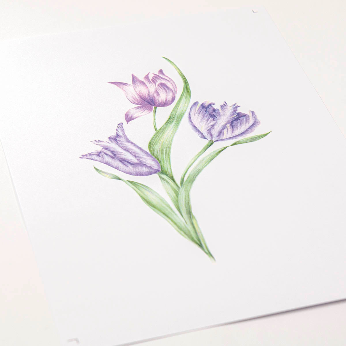 Frosted Floral Overlay Pack - Tatty Tulip